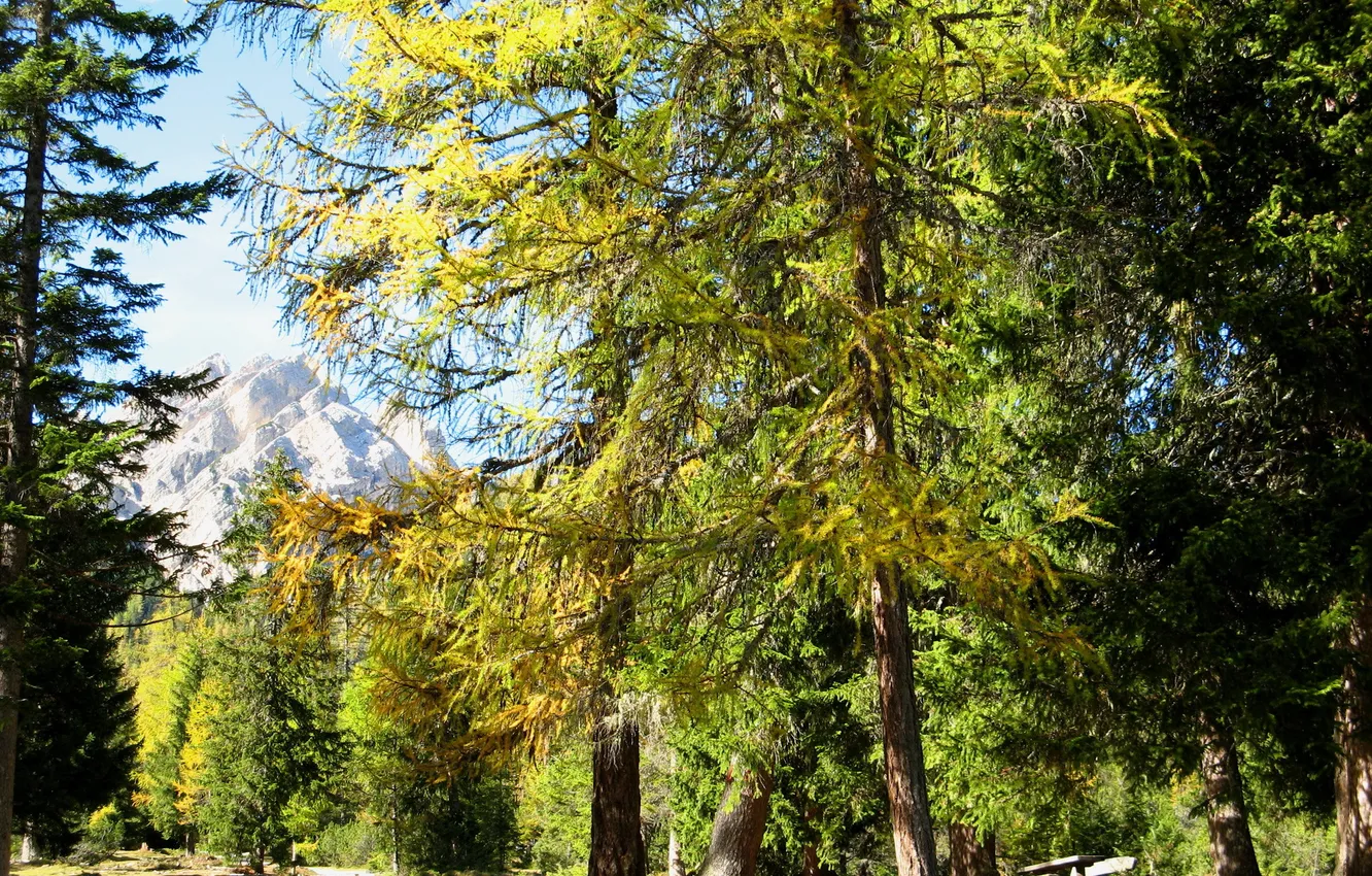Photo wallpaper trees, nature, Park, photo, Italy, South Tyrol