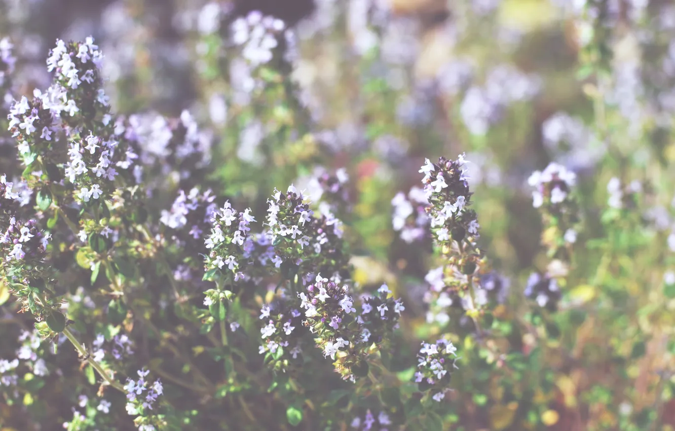 Photo wallpaper grass, flowers, plant