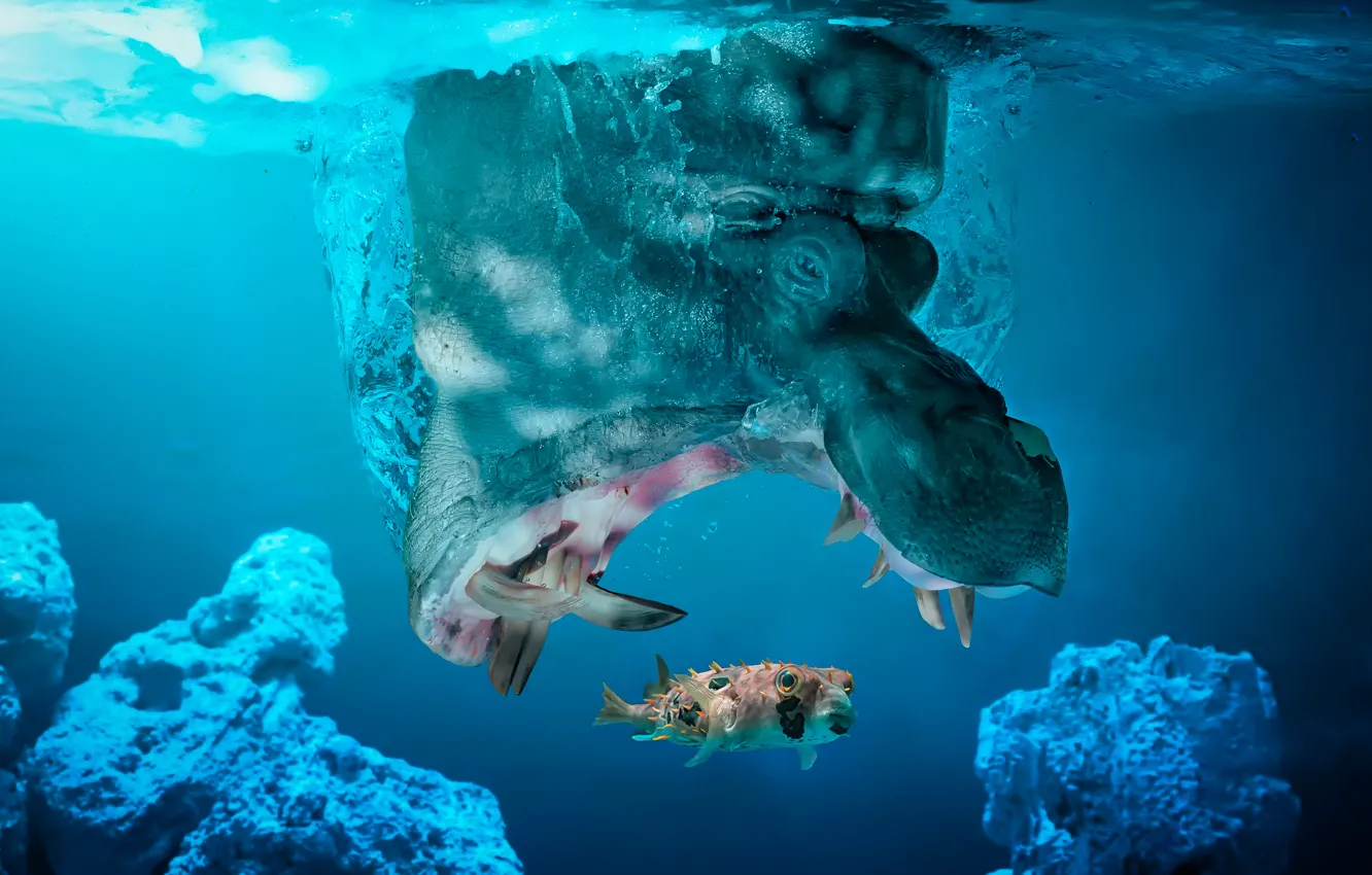 Photo wallpaper fish, Hippo, caught