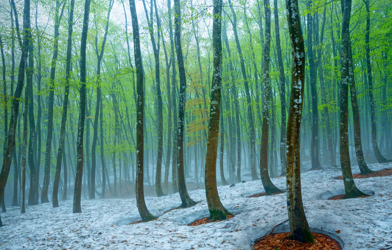 Photo wallpaper forest, snow, trees, fog, spring, Japan, beech, Tokamachi