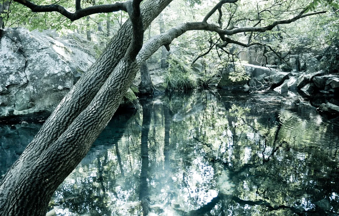 Photo wallpaper forest, trees, lake, Crimea