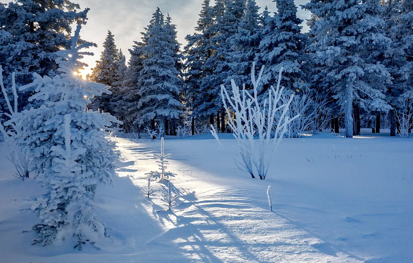 Photo wallpaper winter, forest, the sun, light, snow, tree, Evdokimov Sergey