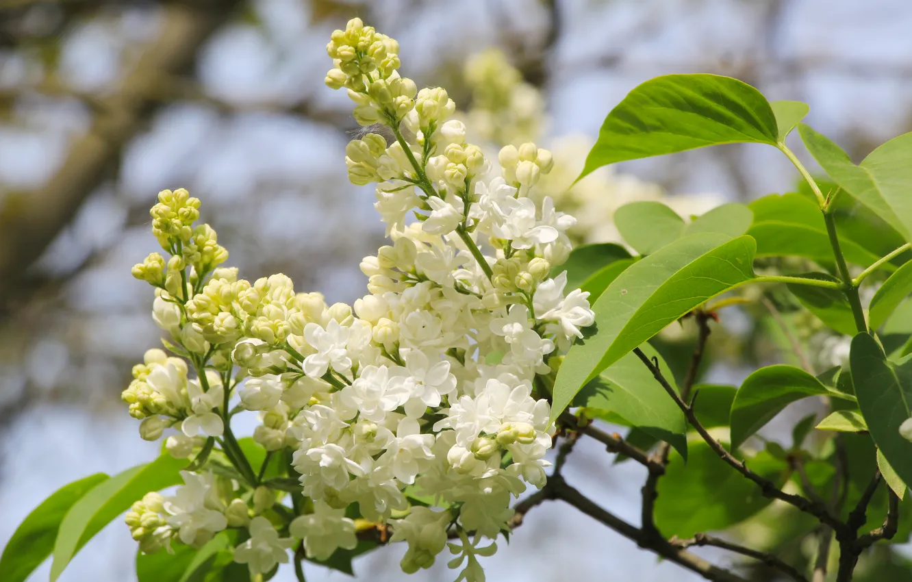 Photo wallpaper flower, lilac, twig