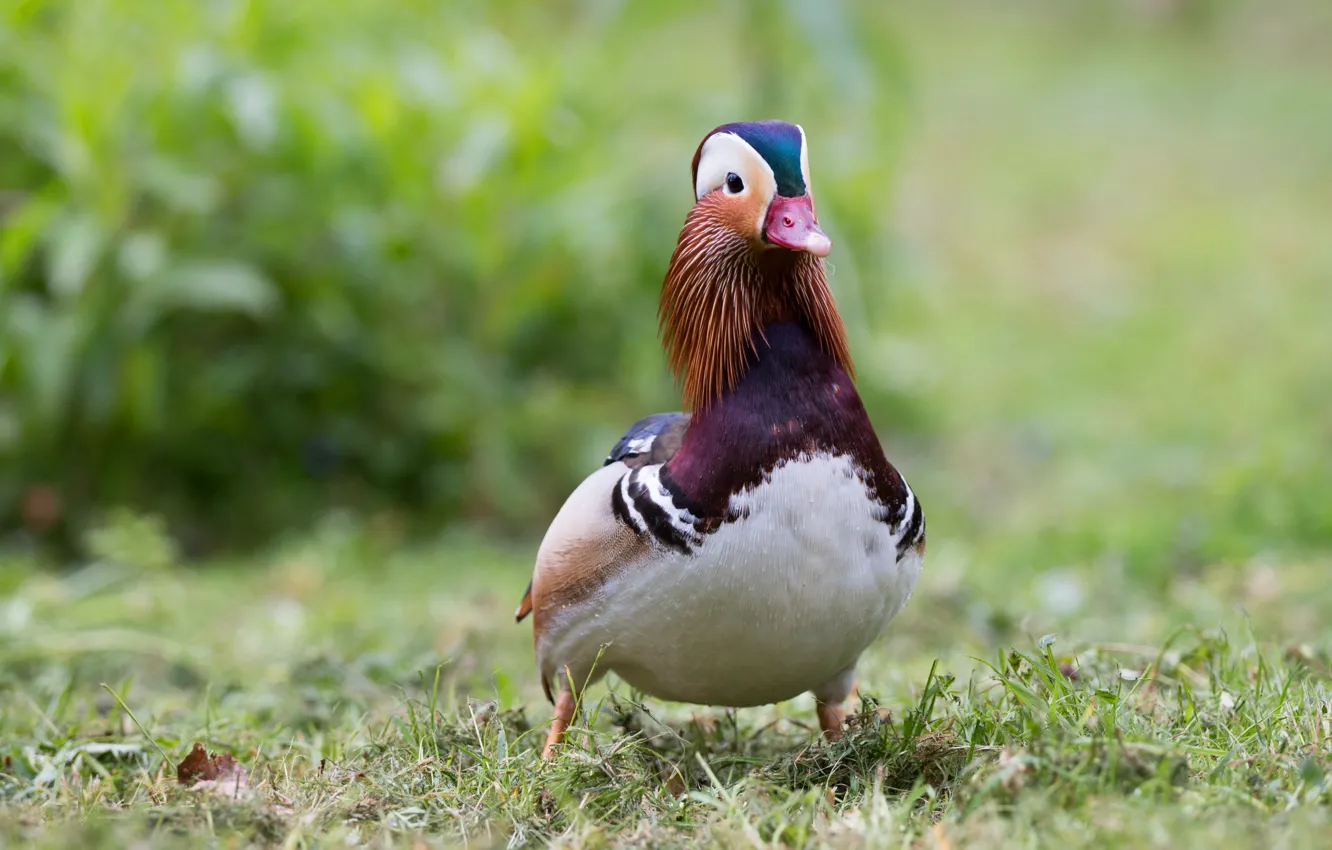 Photo wallpaper drops, nature, background, bird, bright, duck, walk, duck