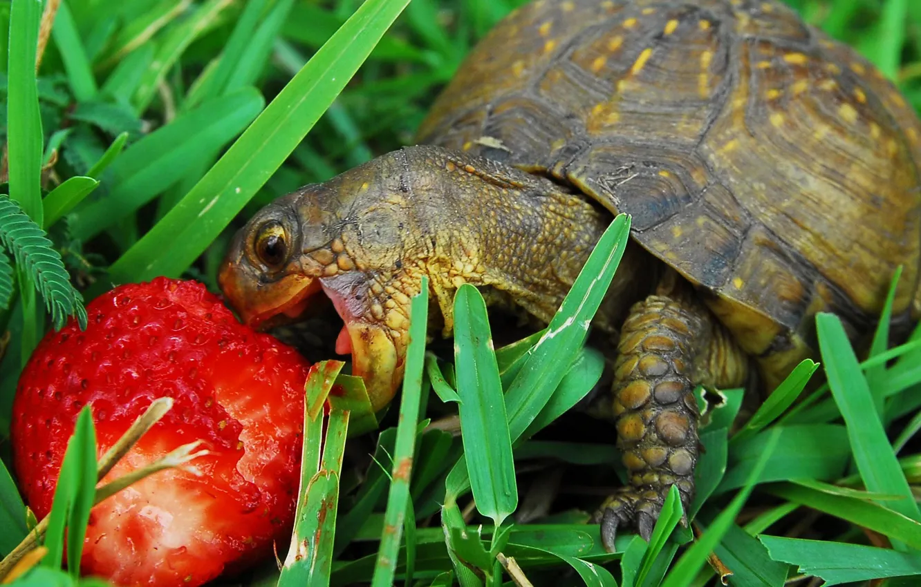 Photo wallpaper Breakfast, strawberry, bug