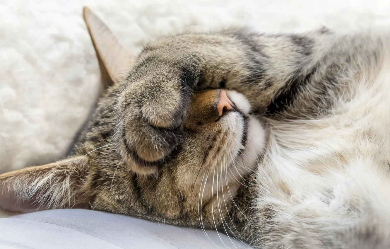 Photo wallpaper cat, cat, sleeping