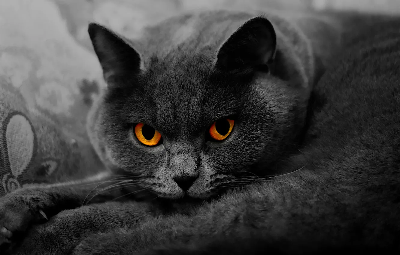 Photo wallpaper cat, cat, look, face, close-up, pose, grey, portrait