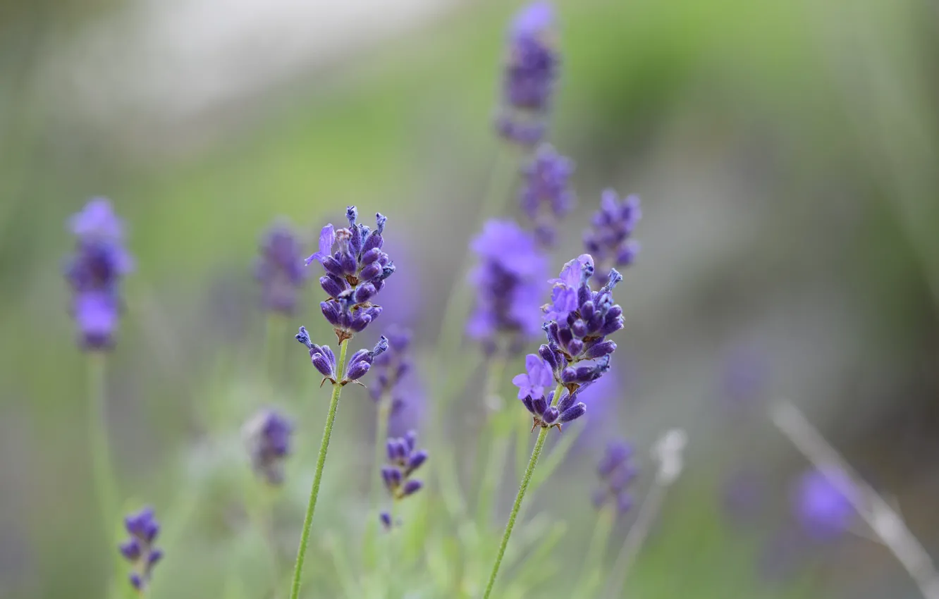 Photo wallpaper blur, flowering, lavender