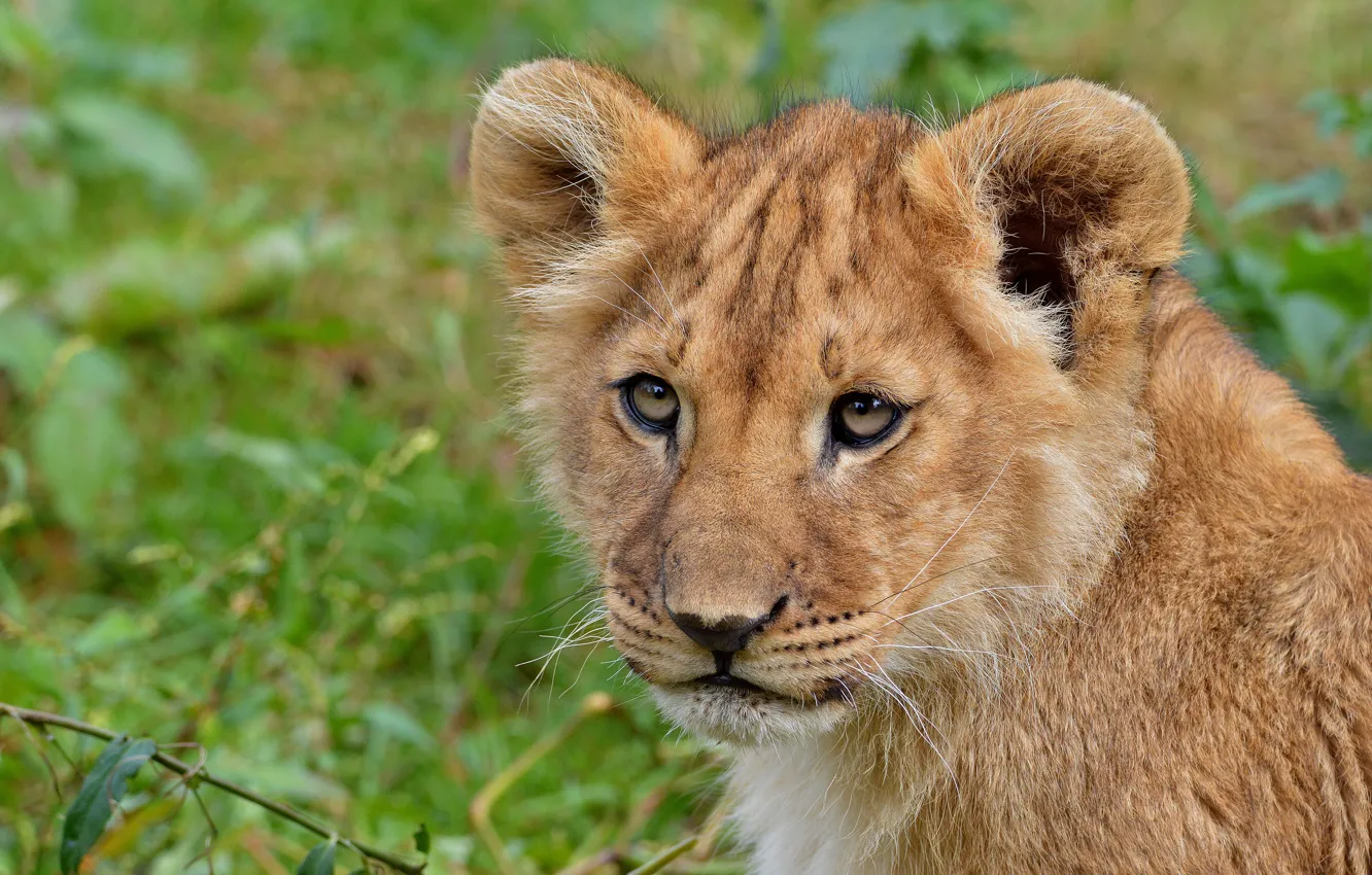 Photo wallpaper cat, look, face, nature, green, background, portrait, Leo