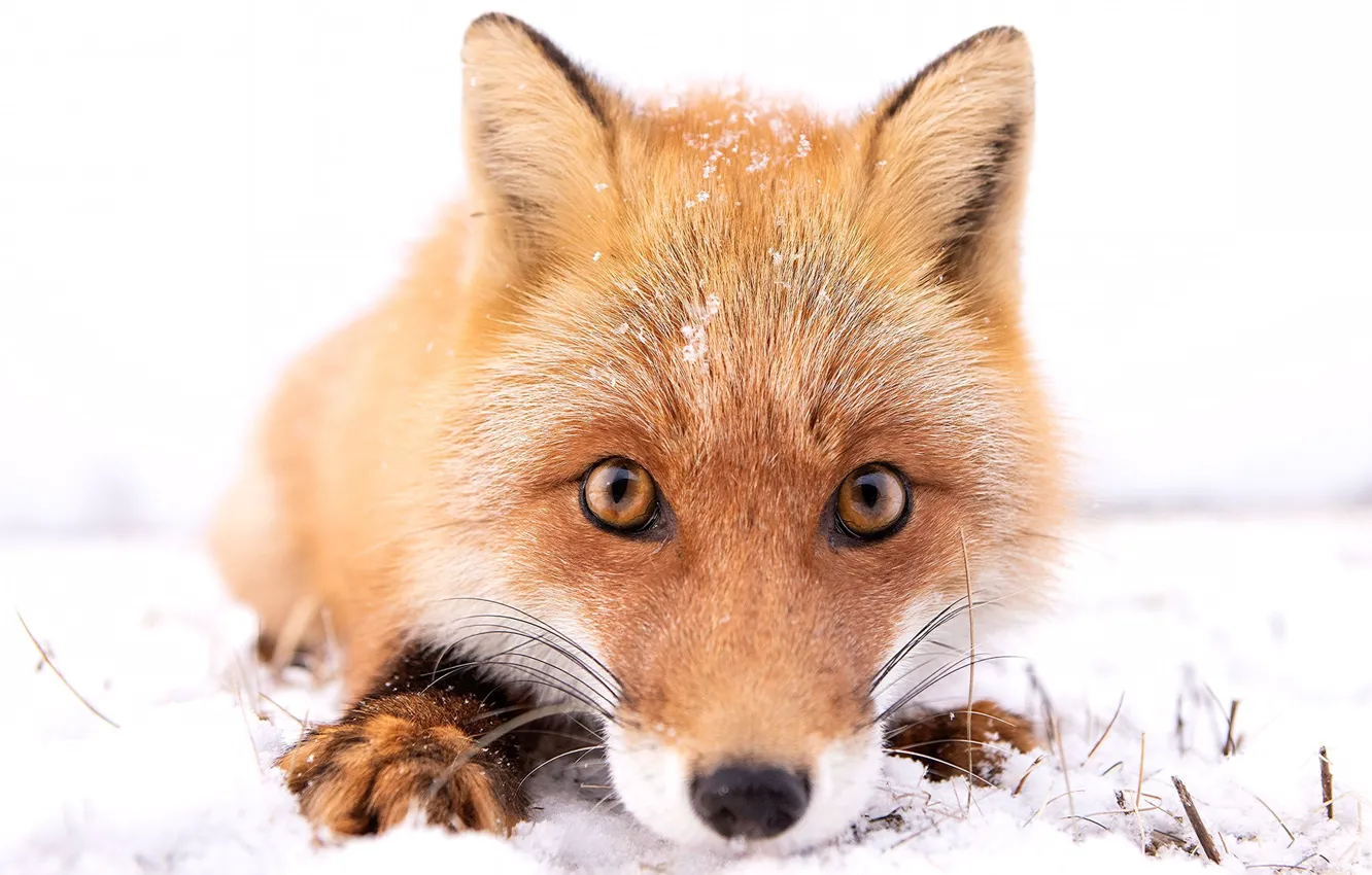 Photo wallpaper winter, face, snow, Fox, Fox
