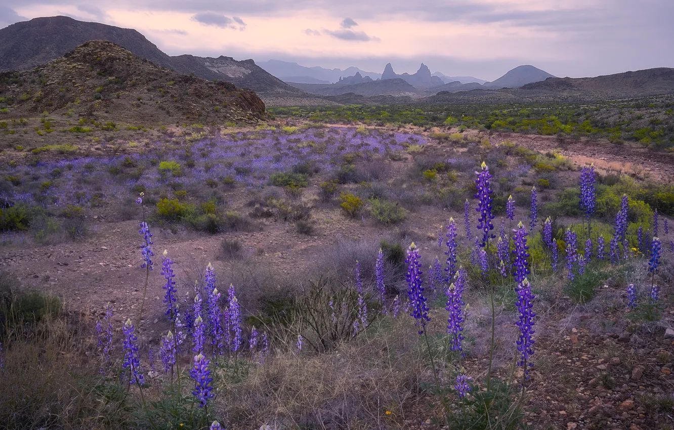 Photo wallpaper field, the sky, flowers, mountains, stones, hills, glade, vegetation