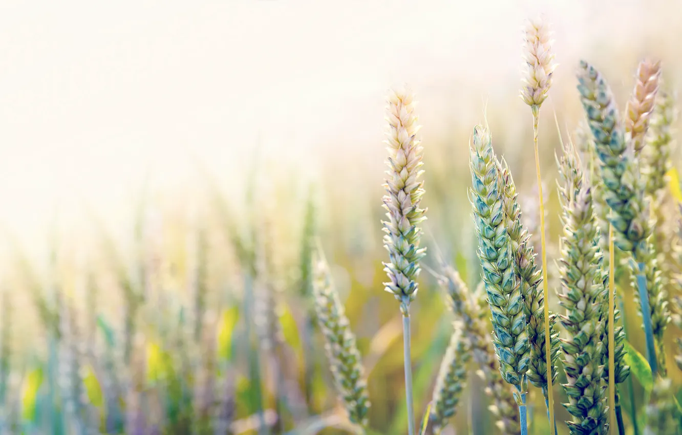 Photo wallpaper wheat, field, macro, ears, Sunny