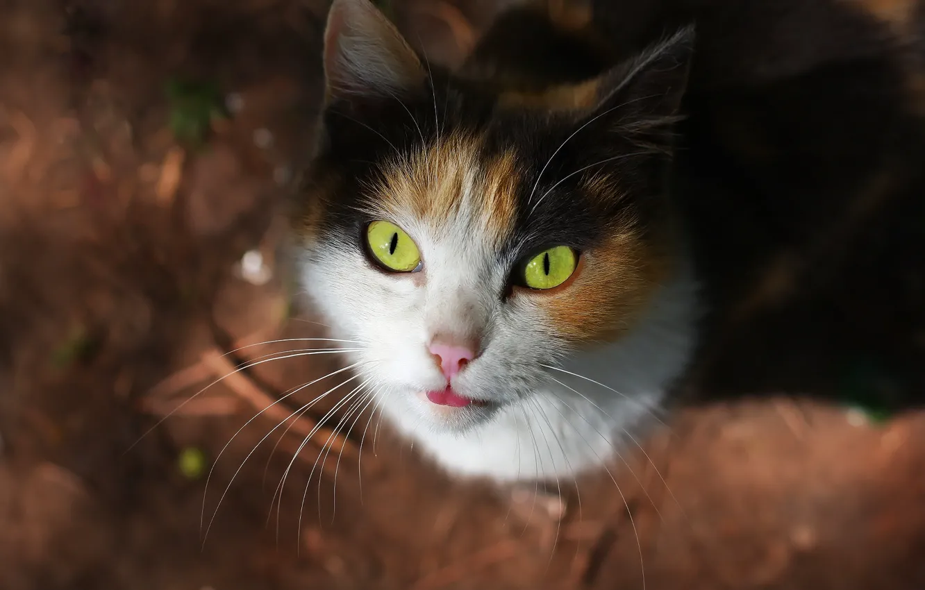 Photo wallpaper language, cat, look, face