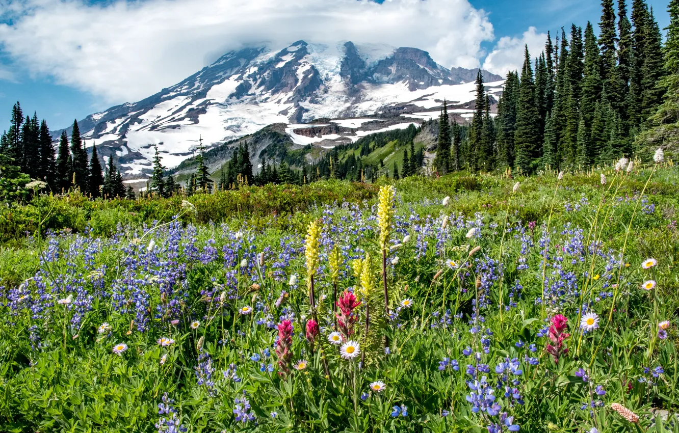 Photo wallpaper trees, flowers, mountain, meadow, Mount Rainier National Park, National Park mount Rainier, Mount Rainier, The …