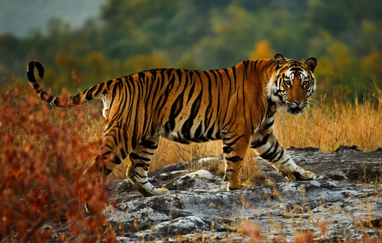 Photo wallpaper autumn, look, nature, tiger, pose, stones, background, walk