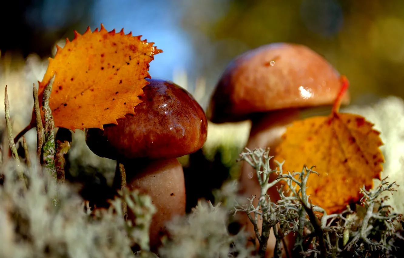 Photo wallpaper autumn, leaves, nature, mushrooms, moss, Duo