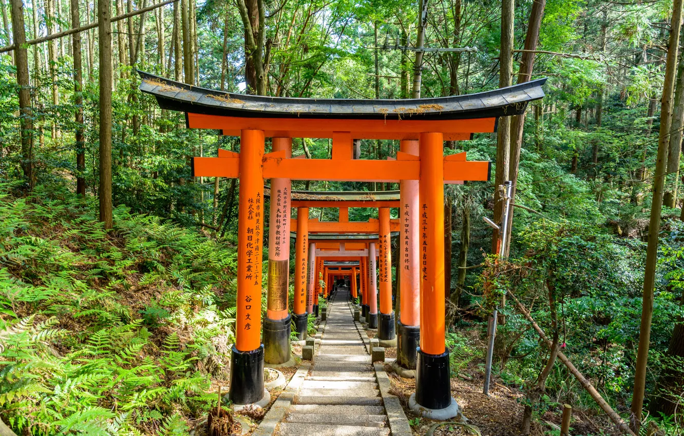 Photo wallpaper Nature, Road, Japan, Forest, Trail, Kyoto, Torii