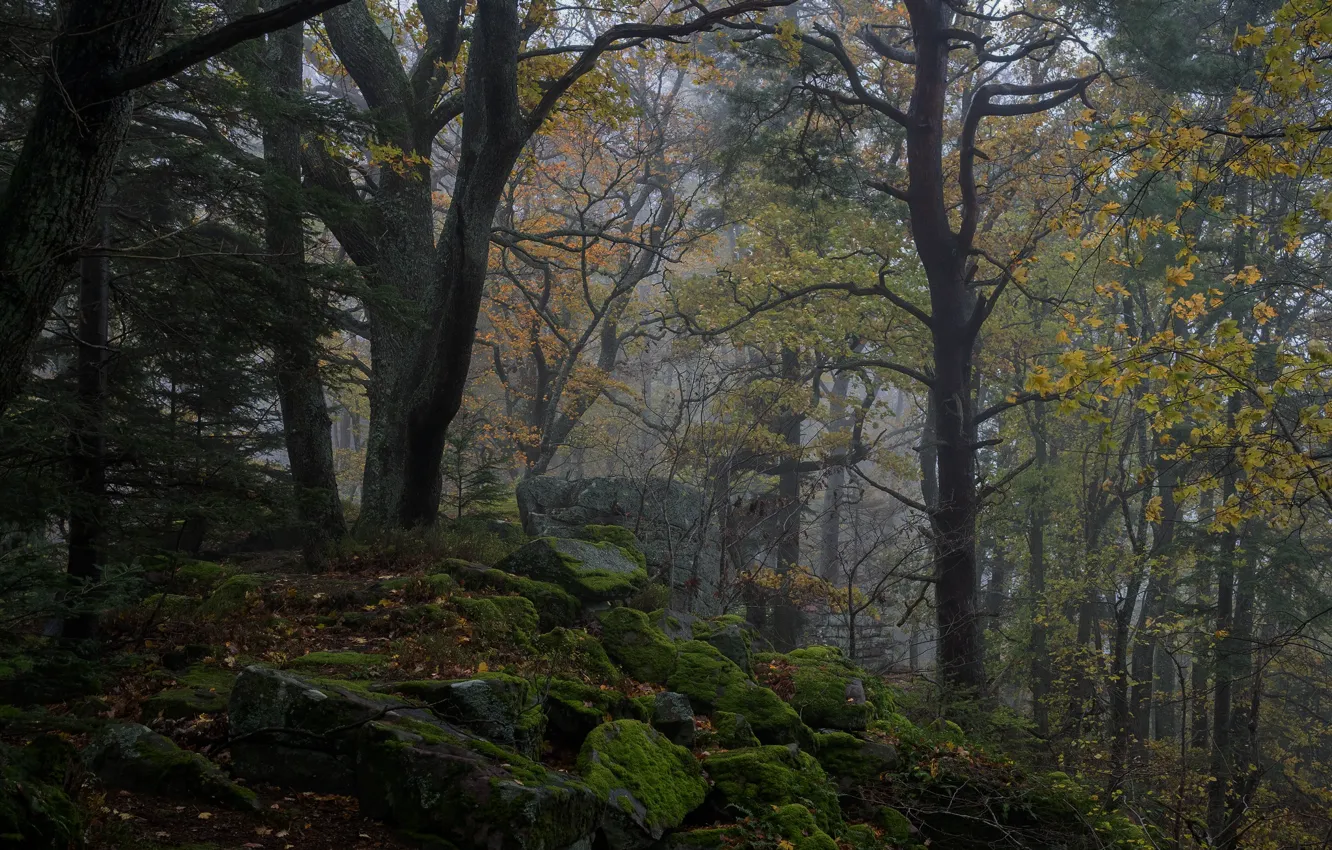 Photo wallpaper forest, trees, nature, stones, moss
