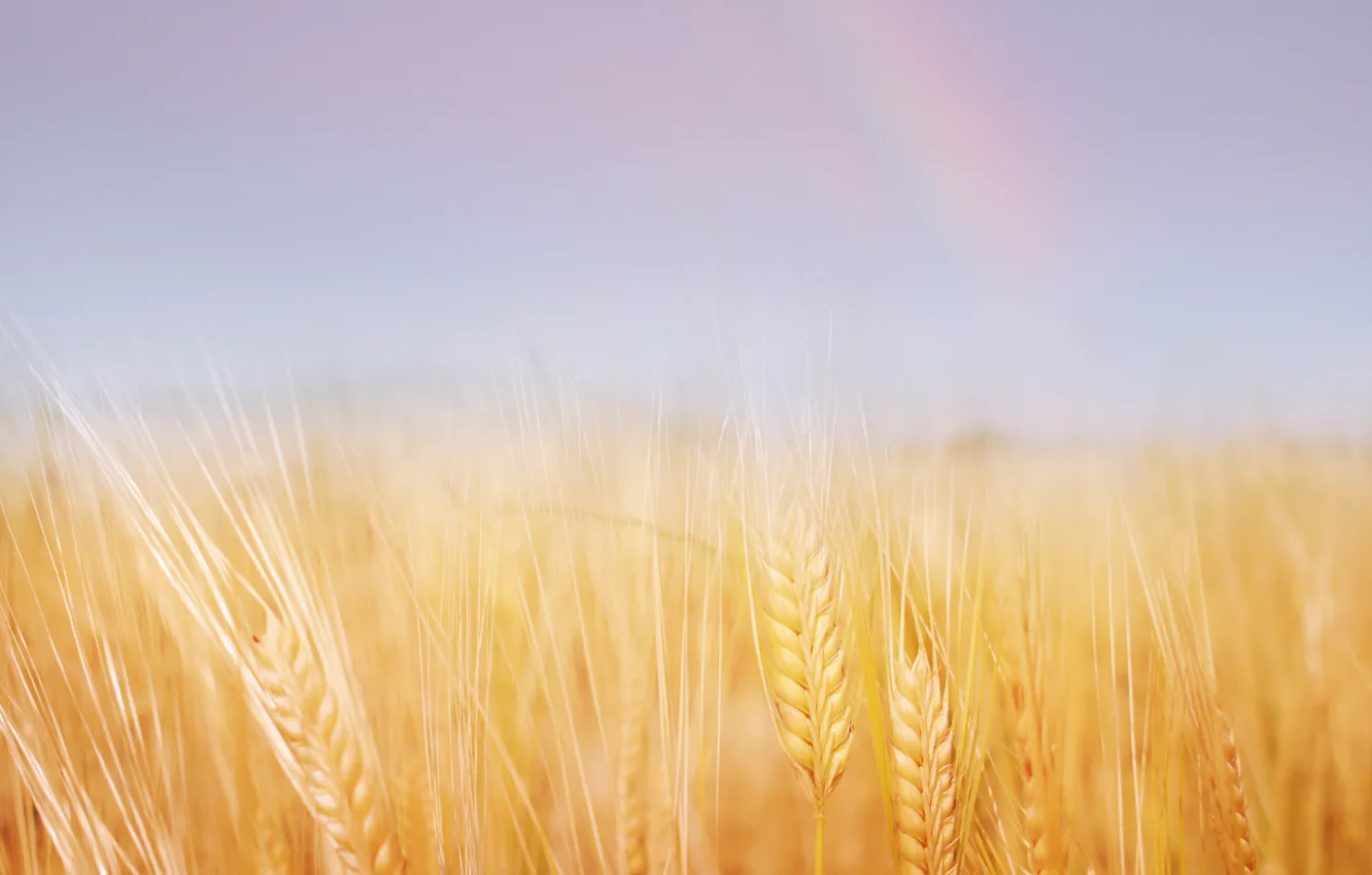 Photo wallpaper wheat, field, summer, nature, gold