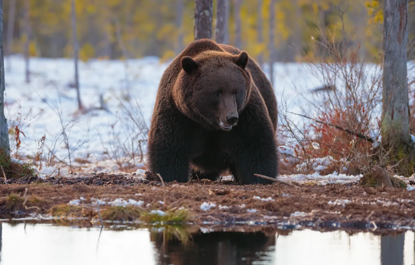 Photo wallpaper nature, bear, beast
