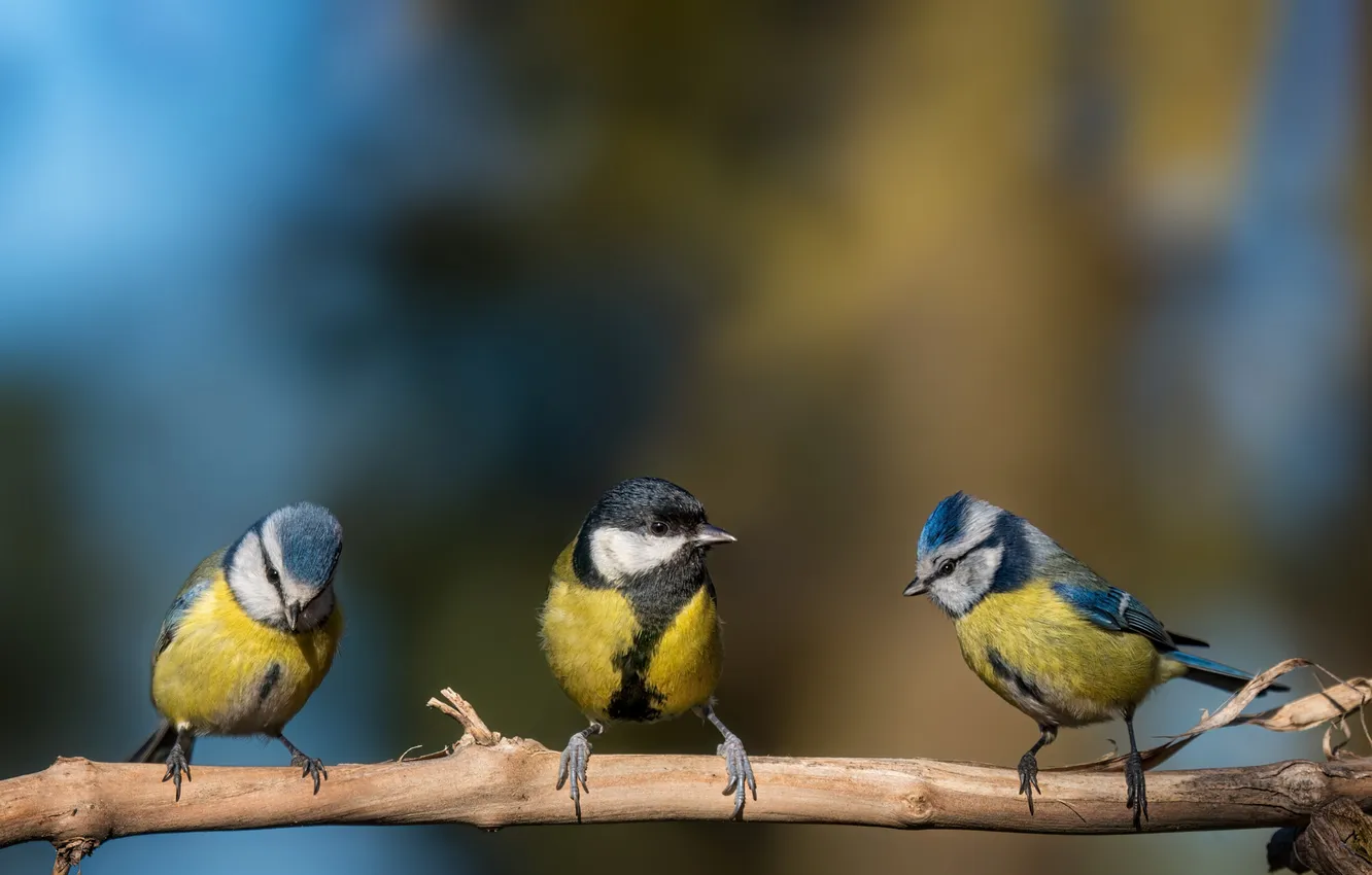 Photo wallpaper bird, trio, tit