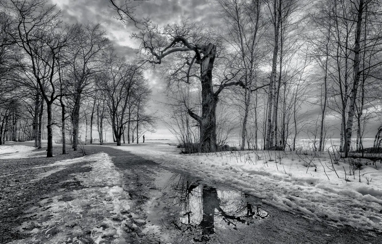 Photo wallpaper snow, trees, puddle