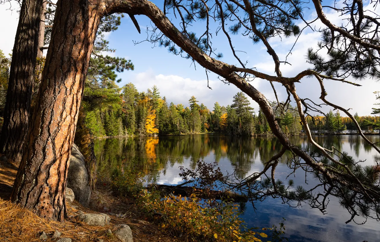 Photo wallpaper autumn, forest, trees, branches, lake, reflection, stones, shore