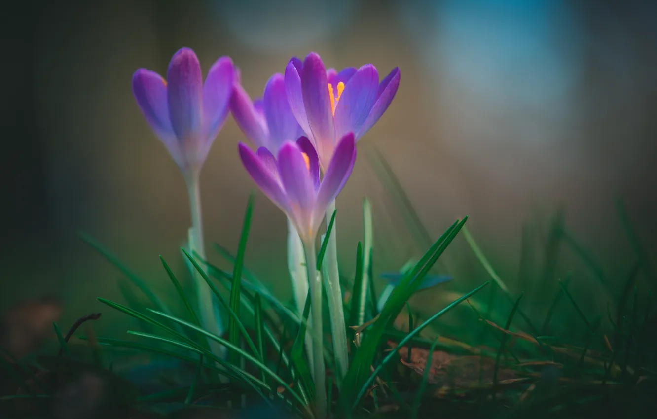 Photo wallpaper autumn, macro, flowers, spring, crocuses