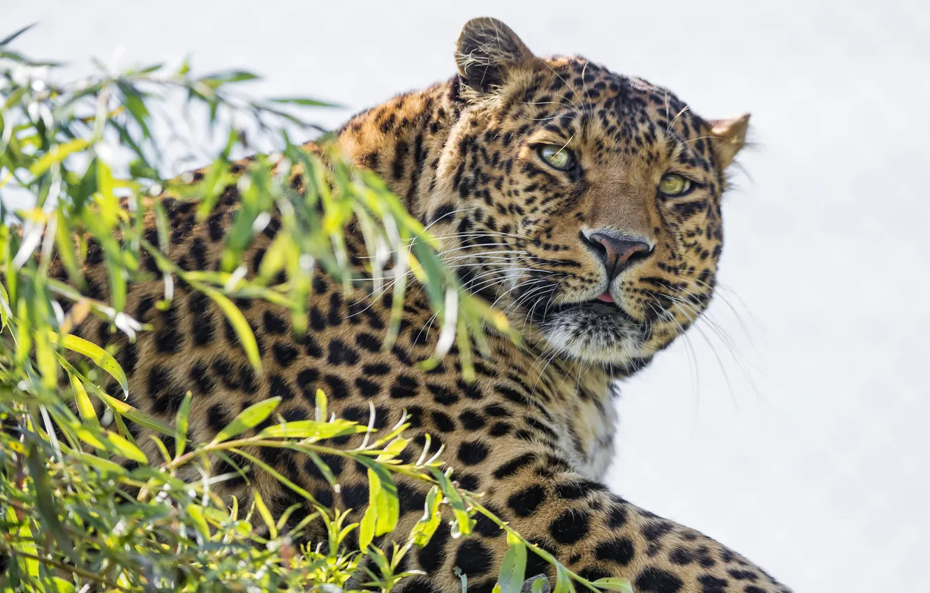 Photo wallpaper cat, look, face, branches, leopard, ©Tambako The Jaguar