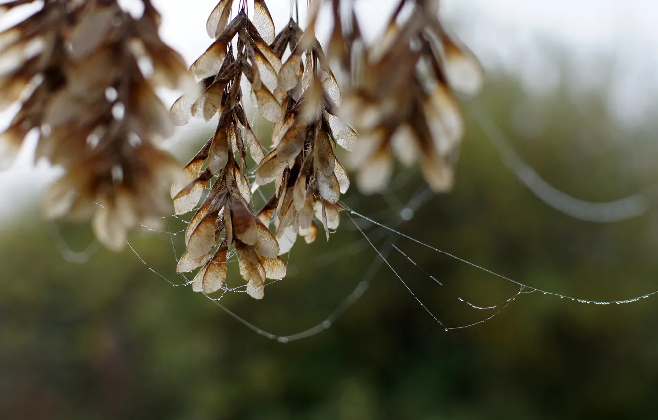 Photo wallpaper autumn, leaves, fog, Rosa, river, web, morning