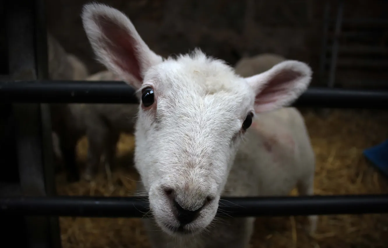 Photo wallpaper background, sheep, stall