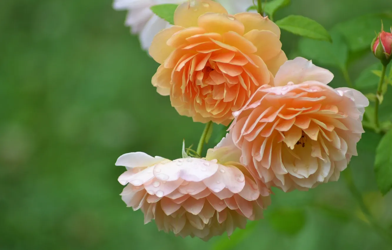 Photo wallpaper macro, roses, petals