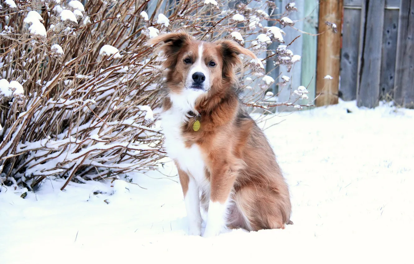 Photo wallpaper winter, look, snow, each, dog