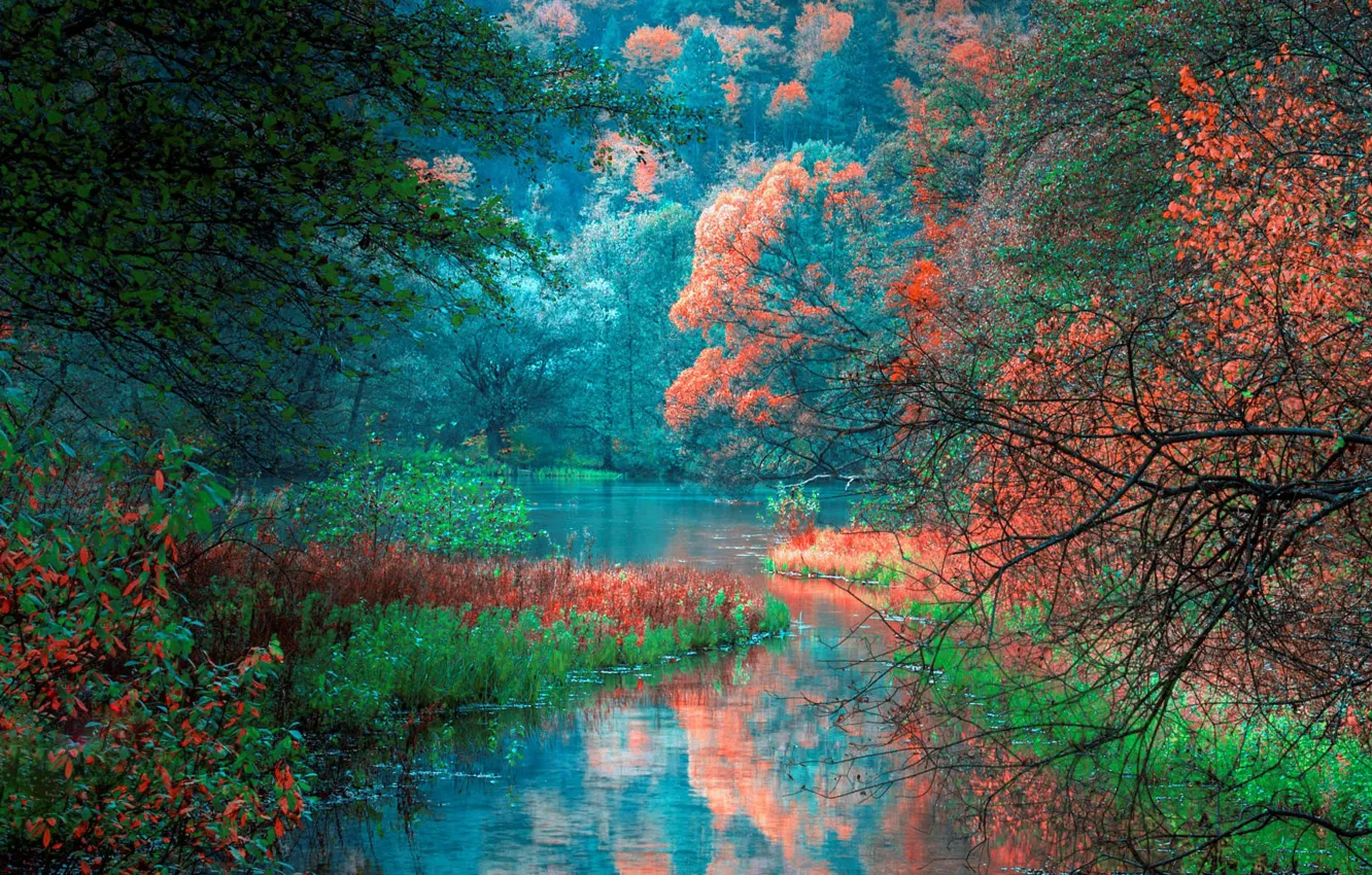 Photo wallpaper autumn, forest, trees, reflection, river, Bosnia, Bosnia