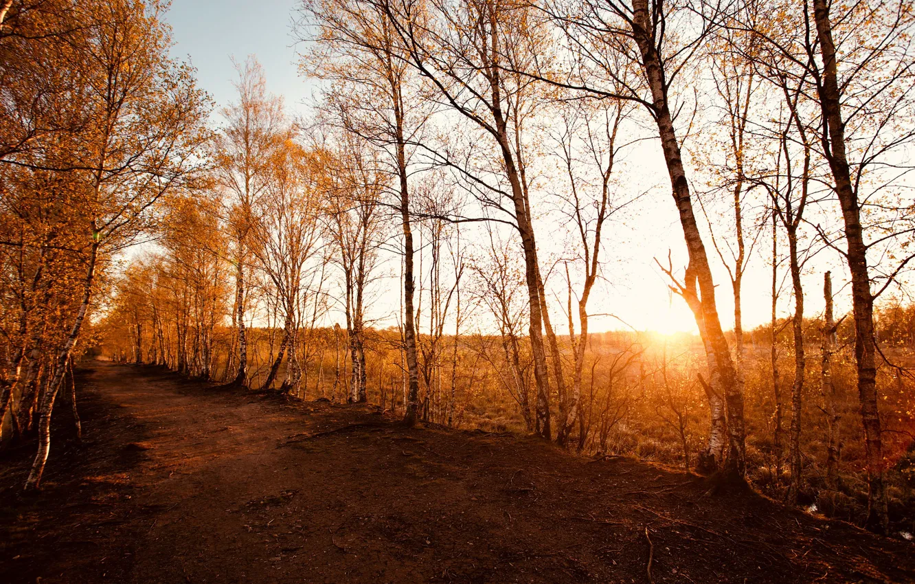 Photo wallpaper road, light, birch