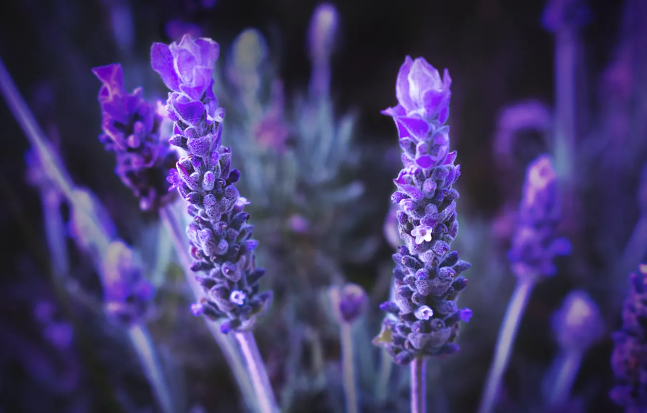 Photo wallpaper macro, flowers, background, lavender