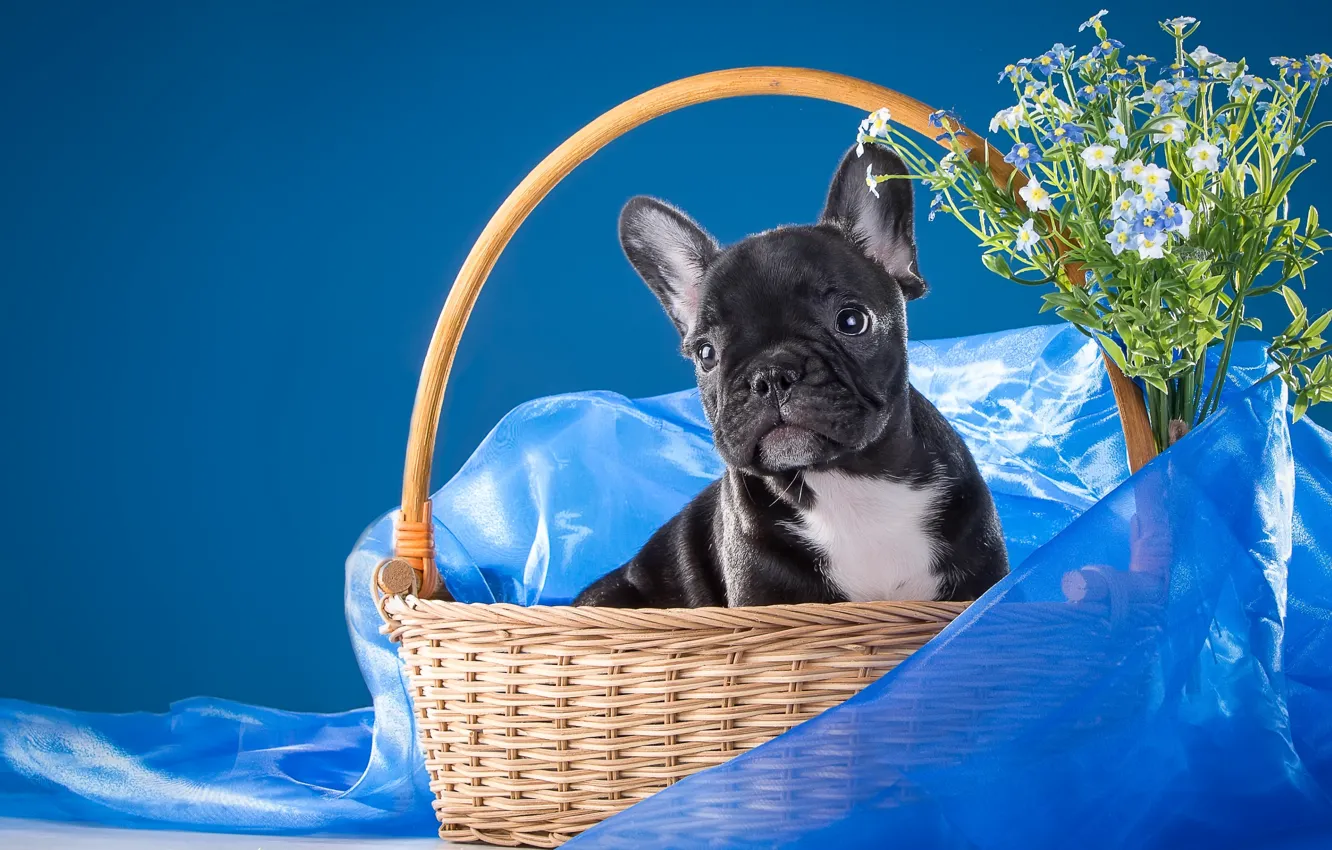 Photo wallpaper flowers, basket, puppy, fabric, forget-me-nots, doggie, French bulldog