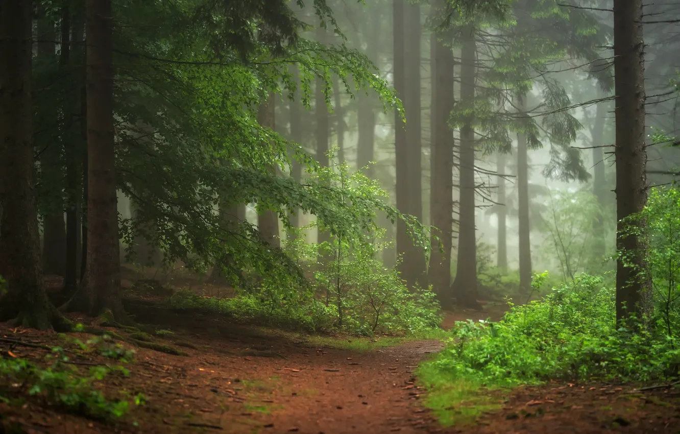 Photo wallpaper forest, trees, Germany, path