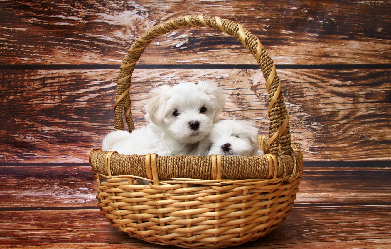 Photo wallpaper white, basket, puppies, lapdog