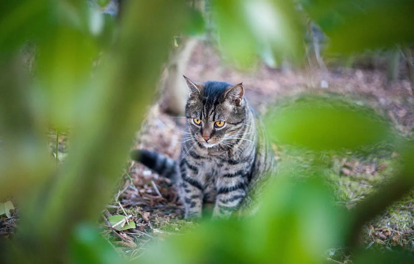 Photo wallpaper cat, cat, look, branches, nature, glade, foliage, blur