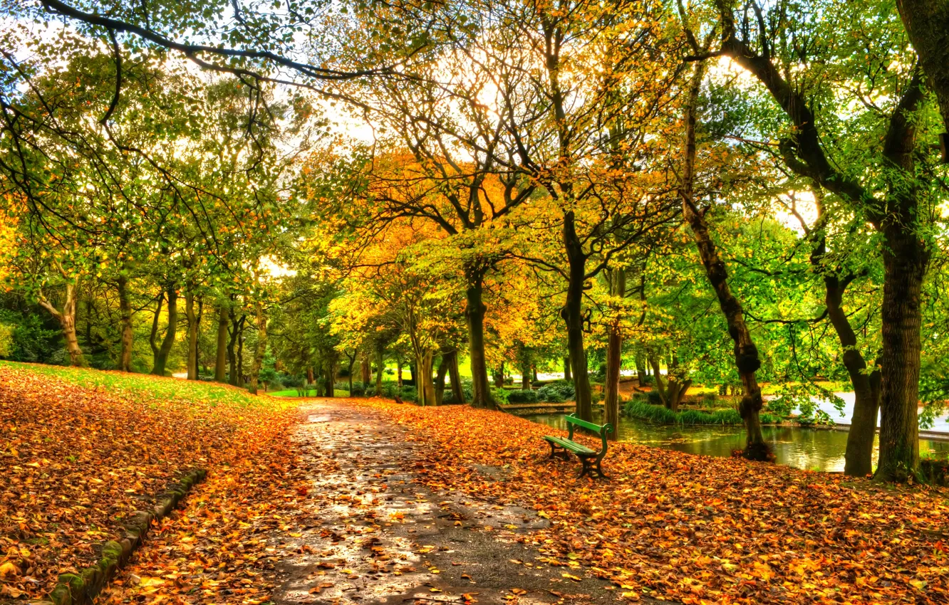 Photo wallpaper autumn, forest, the sky, leaves, water, trees, bench, nature