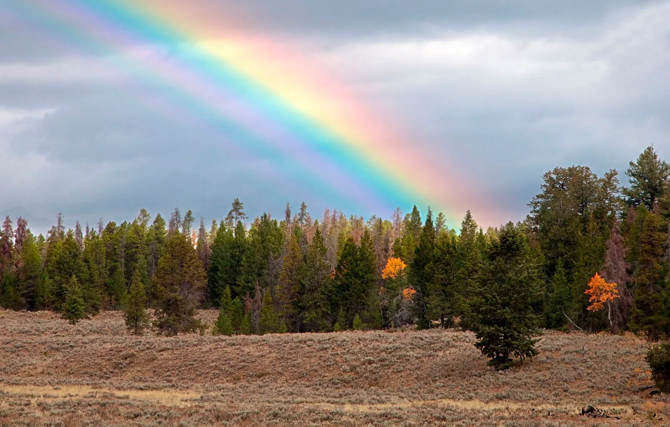 Photo wallpaper autumn, forest, rainbow, bear