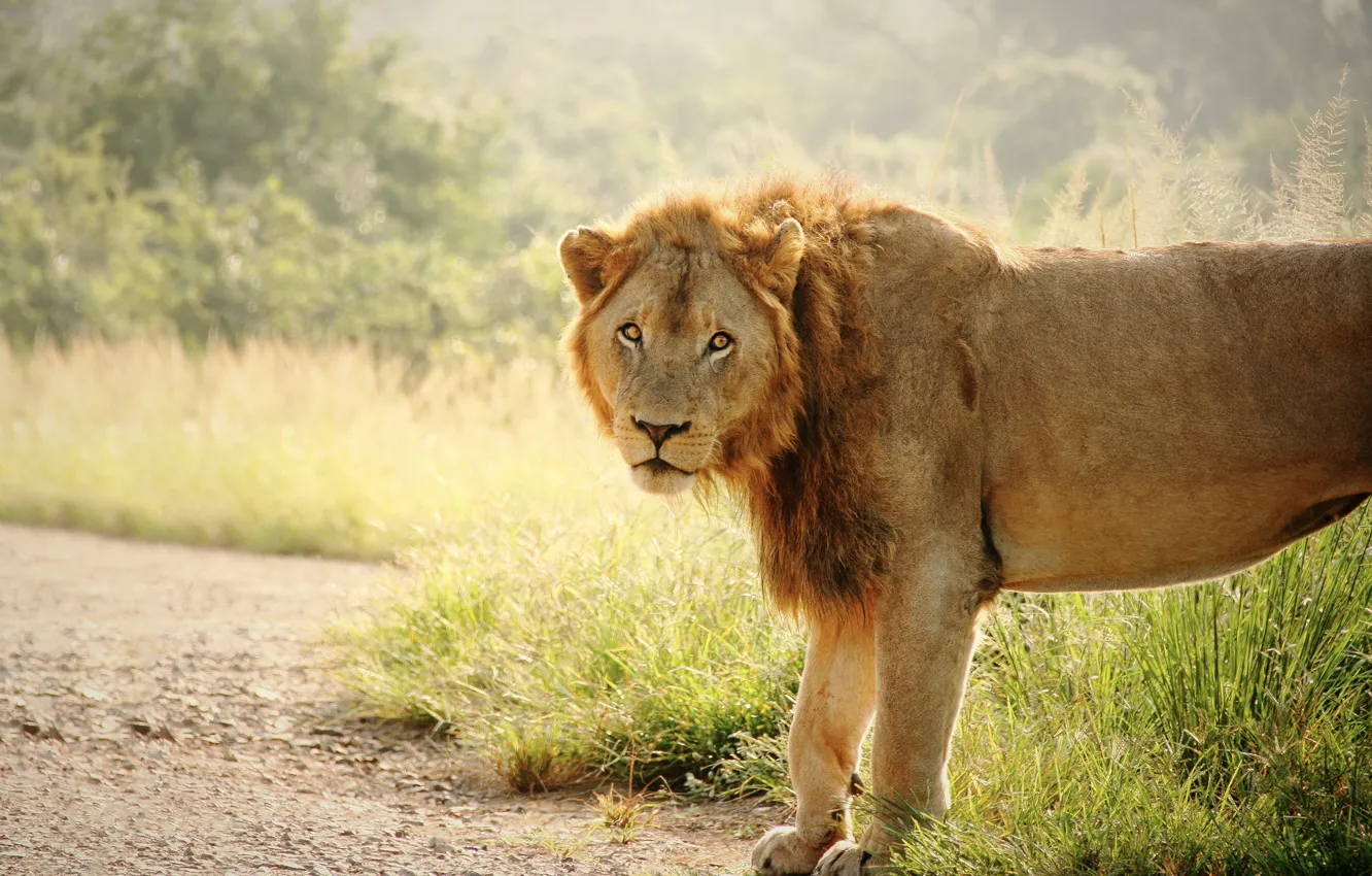 Photo wallpaper look, face, nature, Leo, walk