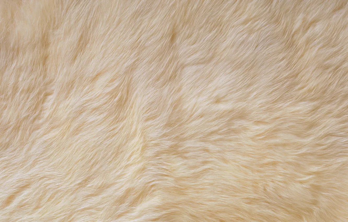 Photo wallpaper white, texture, Fur, skin