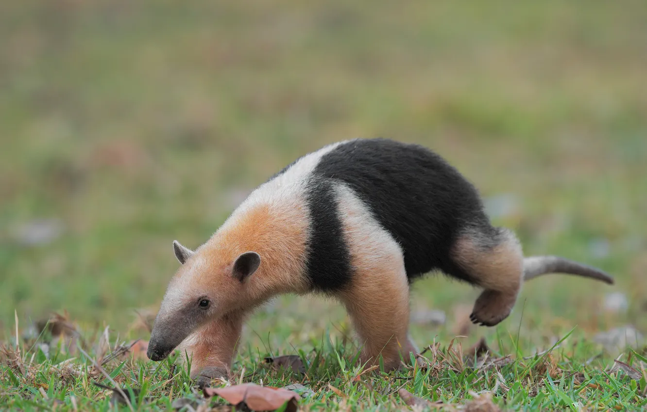 Photo wallpaper grass, nature, background, Anteater, walk