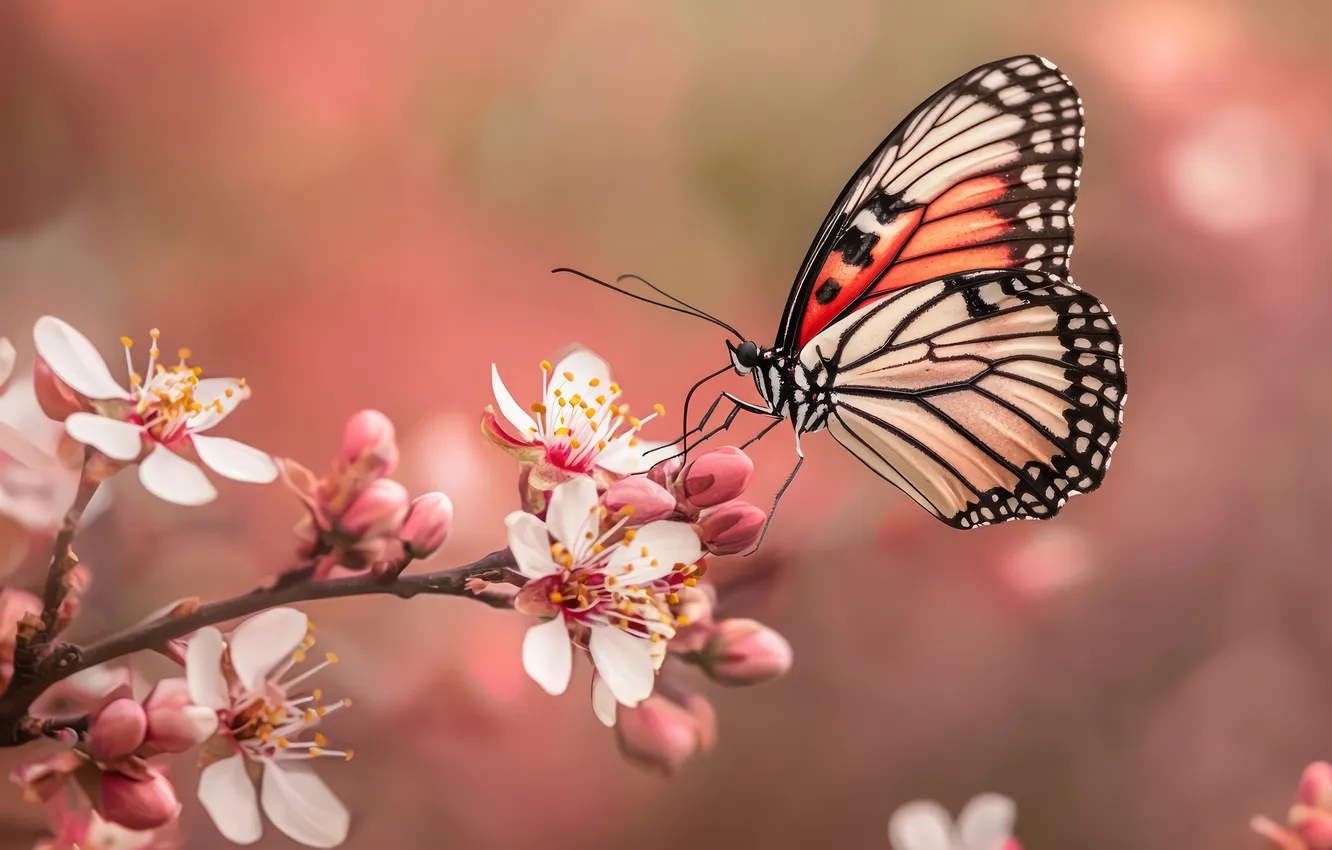 Photo wallpaper macro, flowers, branches, cherry, butterfly, spring, insect, buds