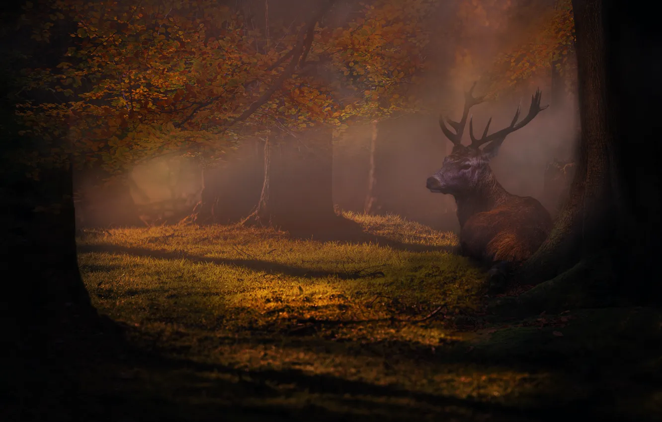 Photo wallpaper forest, the dark background, tree, deer, haze, photoart