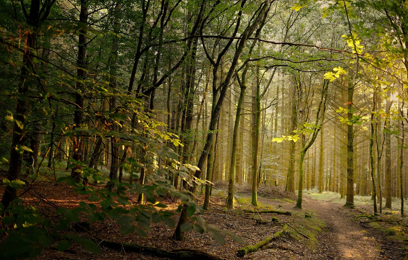 Photo wallpaper forest, path, sunlight