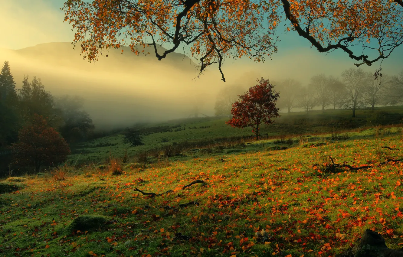 Photo wallpaper field, autumn, the sky, grass, leaves, light, trees, mountains