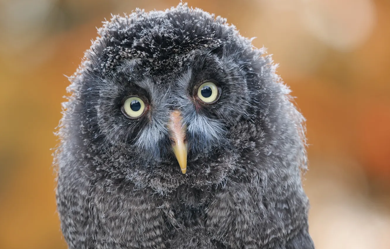 Photo wallpaper red, Predator, owl, portrait, Strix nebulosa, space for text